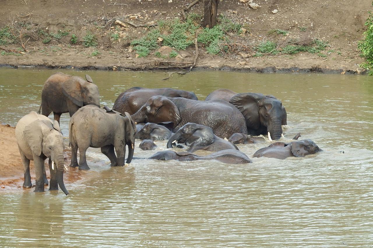 Ndzuti Safari Camp Balule Game Reserve Exterior foto