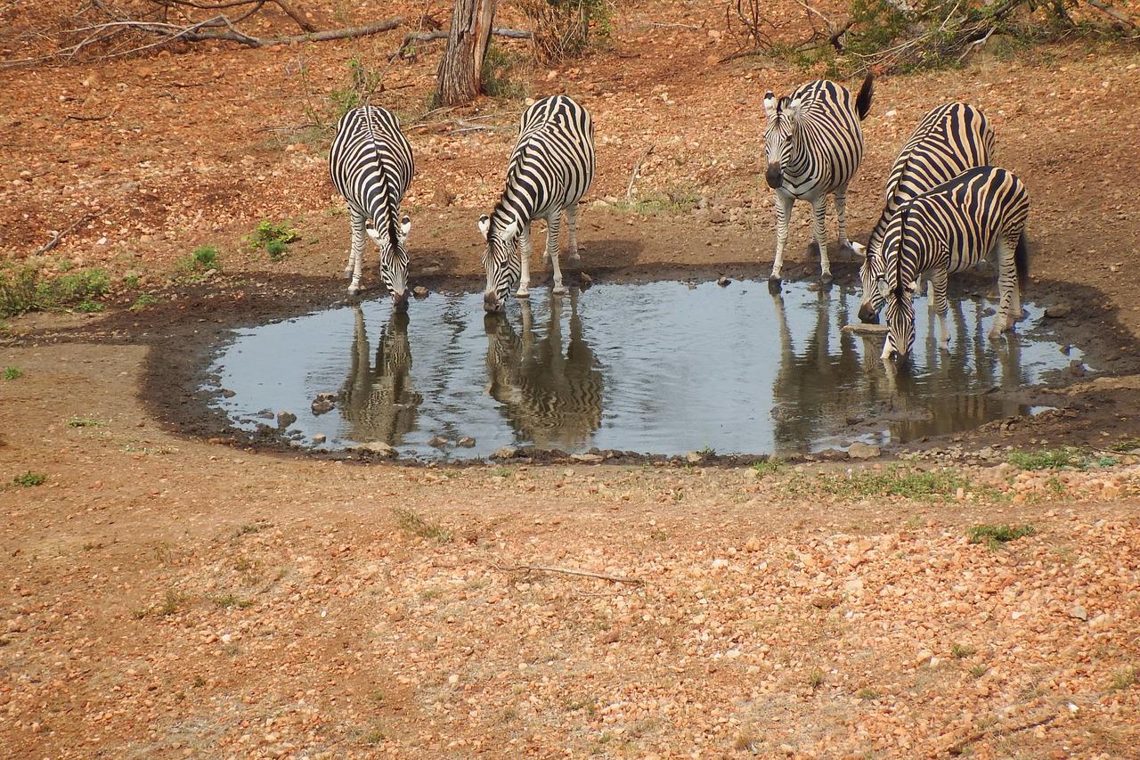 Ndzuti Safari Camp Balule Game Reserve Exterior foto