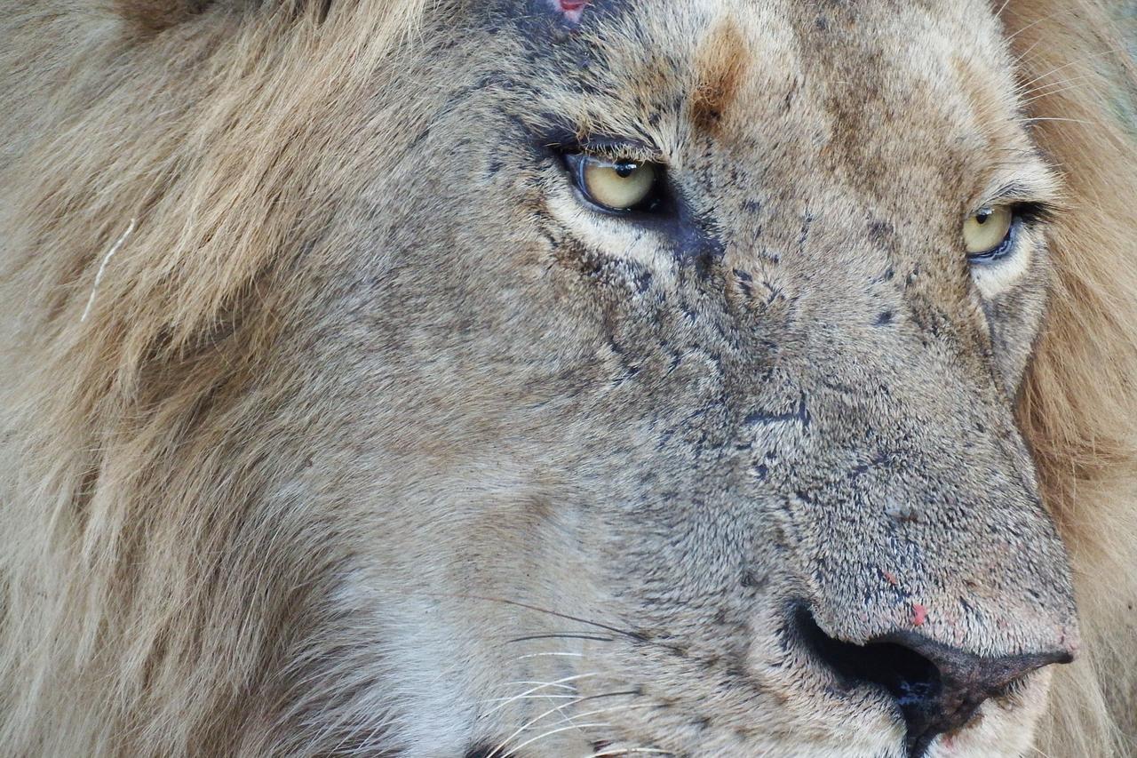 Ndzuti Safari Camp Balule Game Reserve Exterior foto
