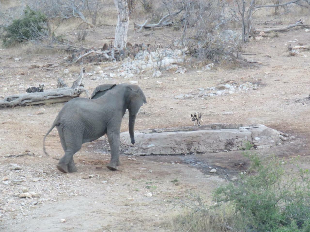 Ndzuti Safari Camp Balule Game Reserve Exterior foto