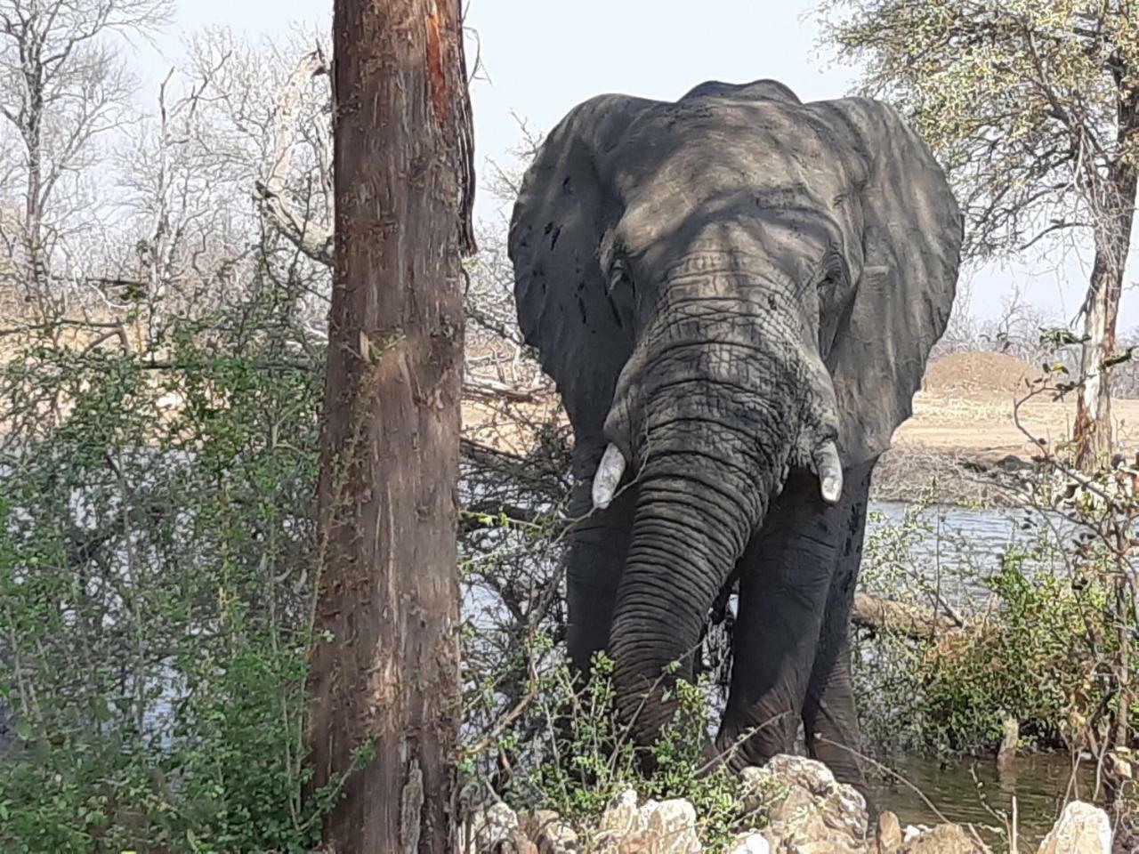 Ndzuti Safari Camp Balule Game Reserve Exterior foto