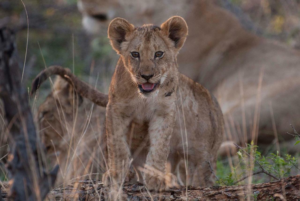 Ndzuti Safari Camp Balule Game Reserve Exterior foto