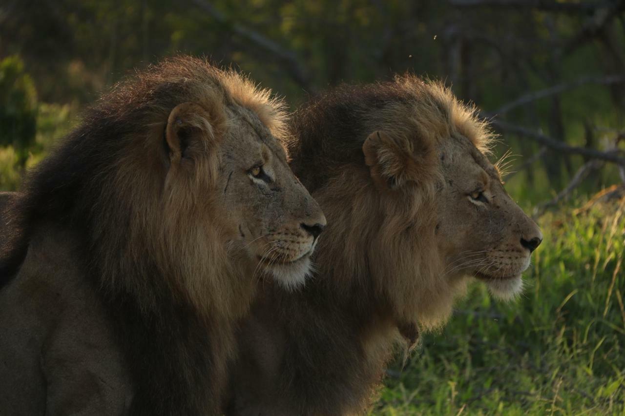 Ndzuti Safari Camp Balule Game Reserve Exterior foto