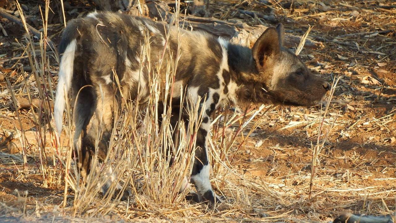 Ndzuti Safari Camp Balule Game Reserve Exterior foto