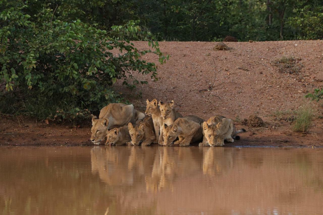 Ndzuti Safari Camp Balule Game Reserve Exterior foto
