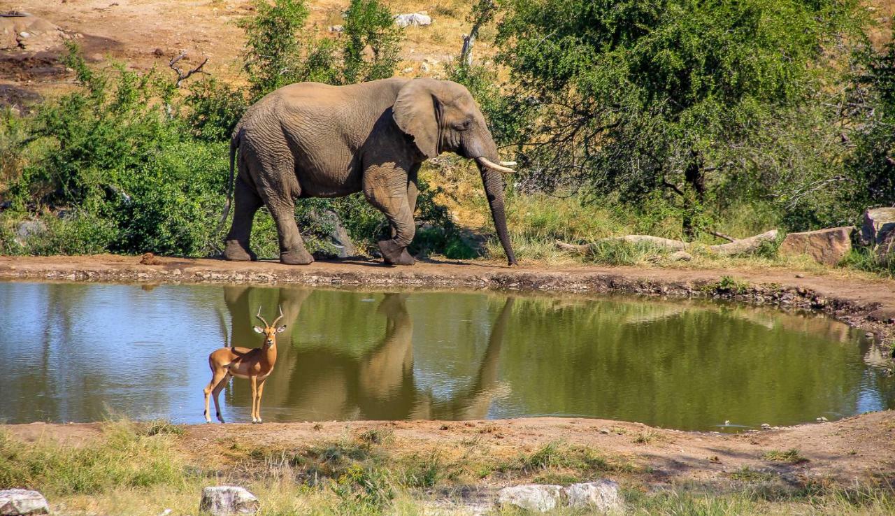 Ndzuti Safari Camp Balule Game Reserve Exterior foto
