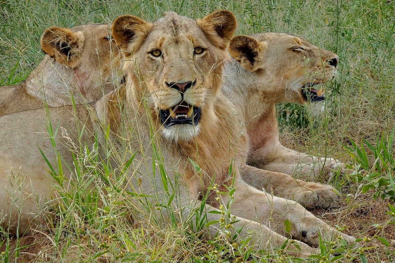 Ndzuti Safari Camp Balule Game Reserve Exterior foto