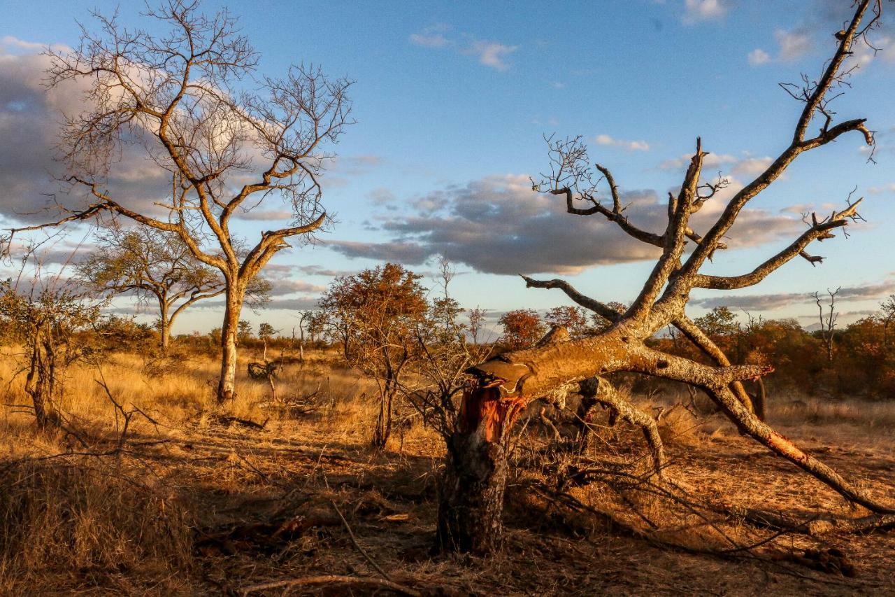 Ndzuti Safari Camp Balule Game Reserve Exterior foto