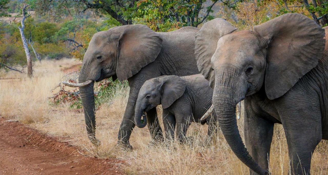 Ndzuti Safari Camp Balule Game Reserve Exterior foto